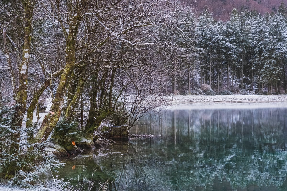 Mossy trees lean out over the turquoise water of the Bluntausee, with snow-laden spruce forest along the far shore.