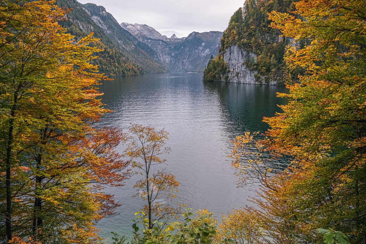 The Königssee seen between yellow and copper beeches from the Malerwinkel, a pale cliff falling into the water on the right and a small boat far out on the lake.