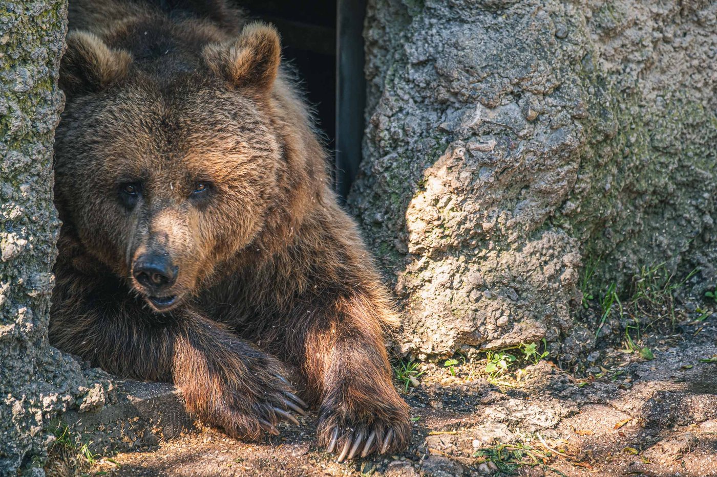 Close portrait of a brown bear looking ahead at Zoo Salzburg Hellbrunn enclosure.