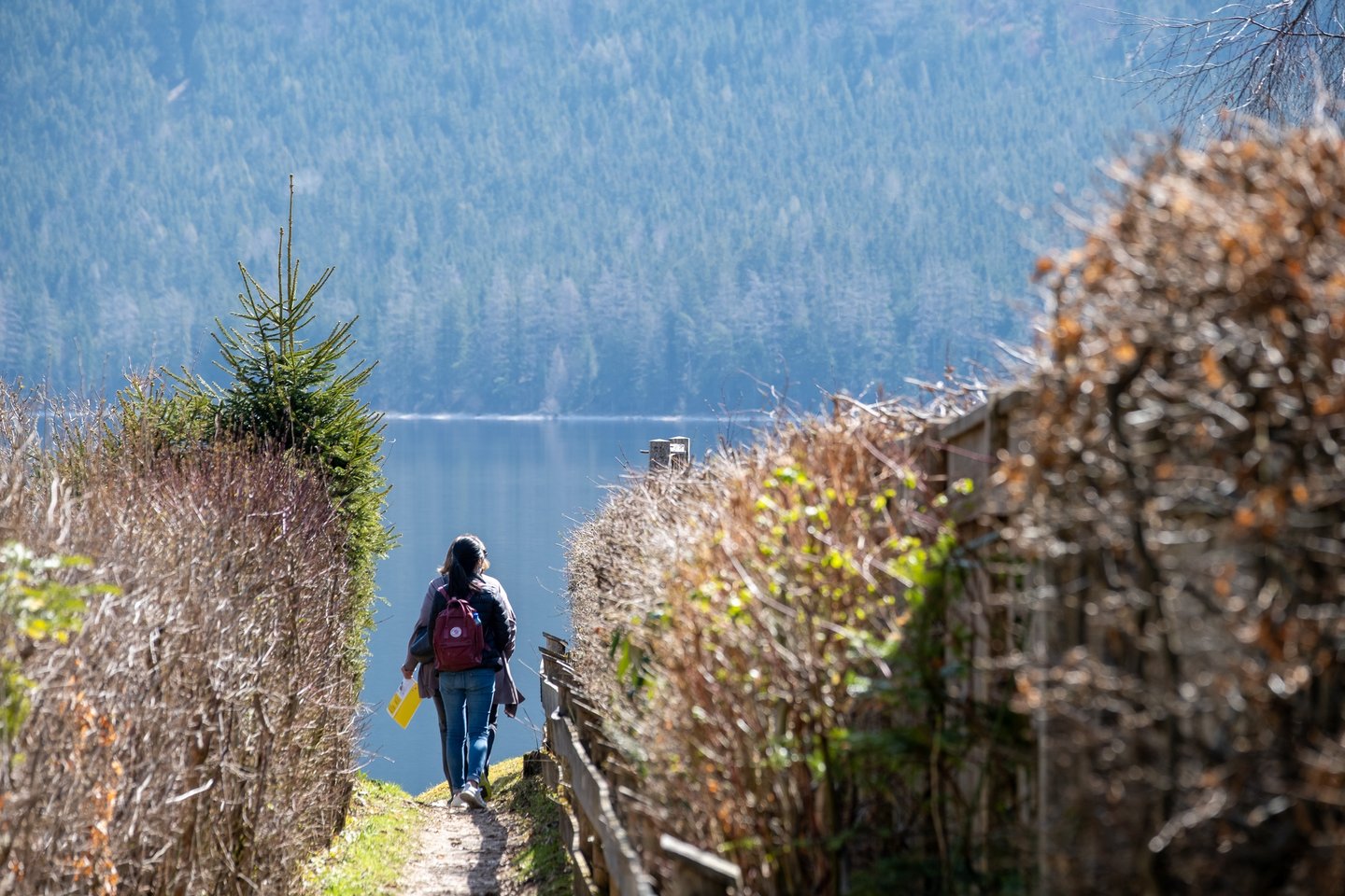 A woman with a red backpack walks down a narrow path between bare hedges toward the still surface of the Altausseer See in spring.