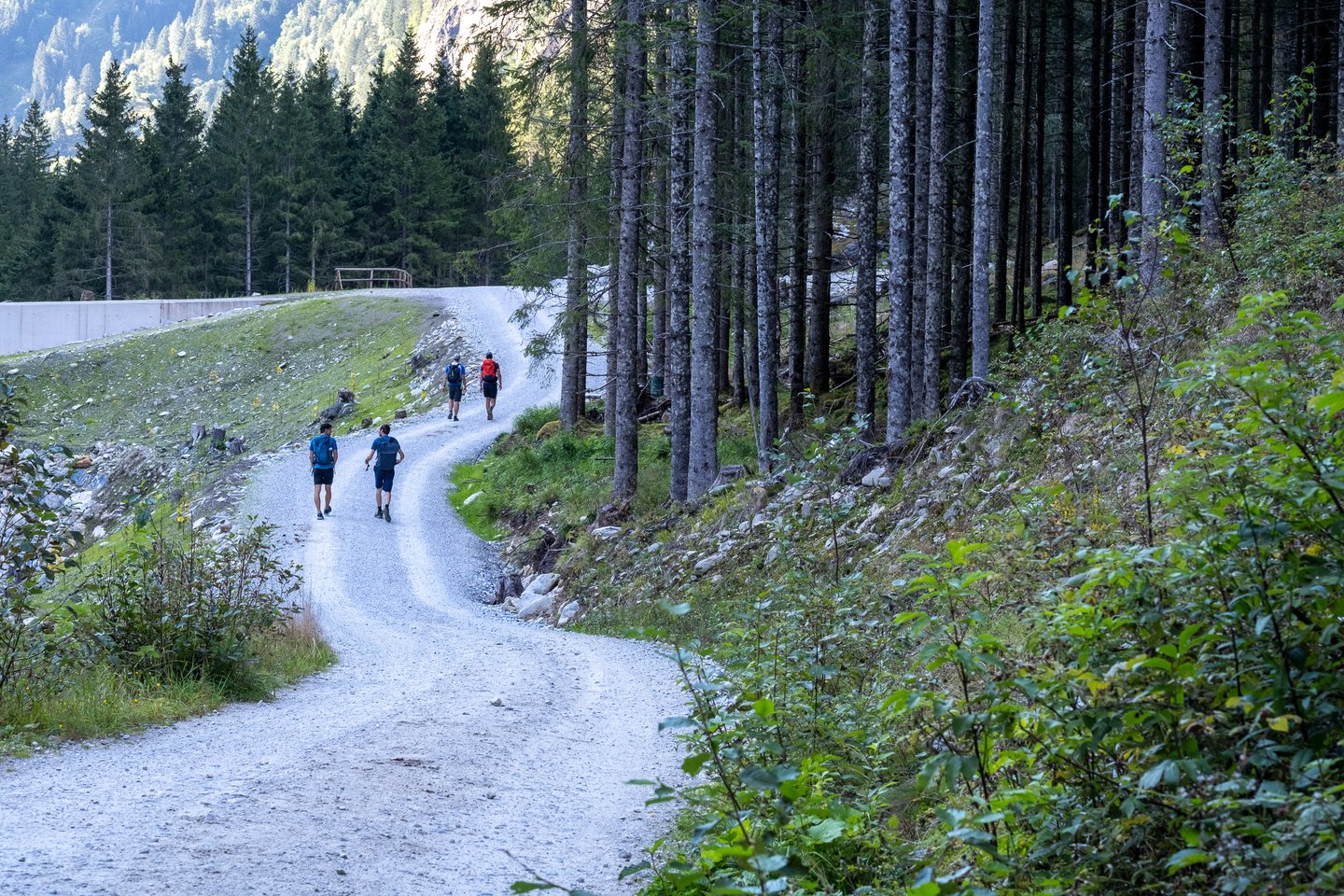 Four hikers walk a pale gravel path curving through spruce forest in the Gastein valley, a concrete torrent barrier running along the left.