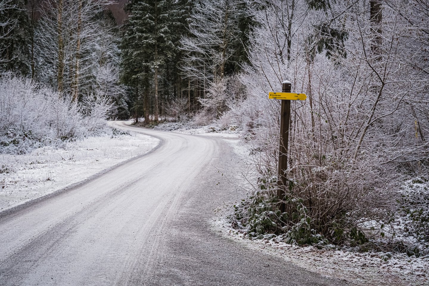 A yellow hiking signpost pointing to the Bluntauseen stands beside a frosted gravel road curving into snow-dusted spruce forest.
