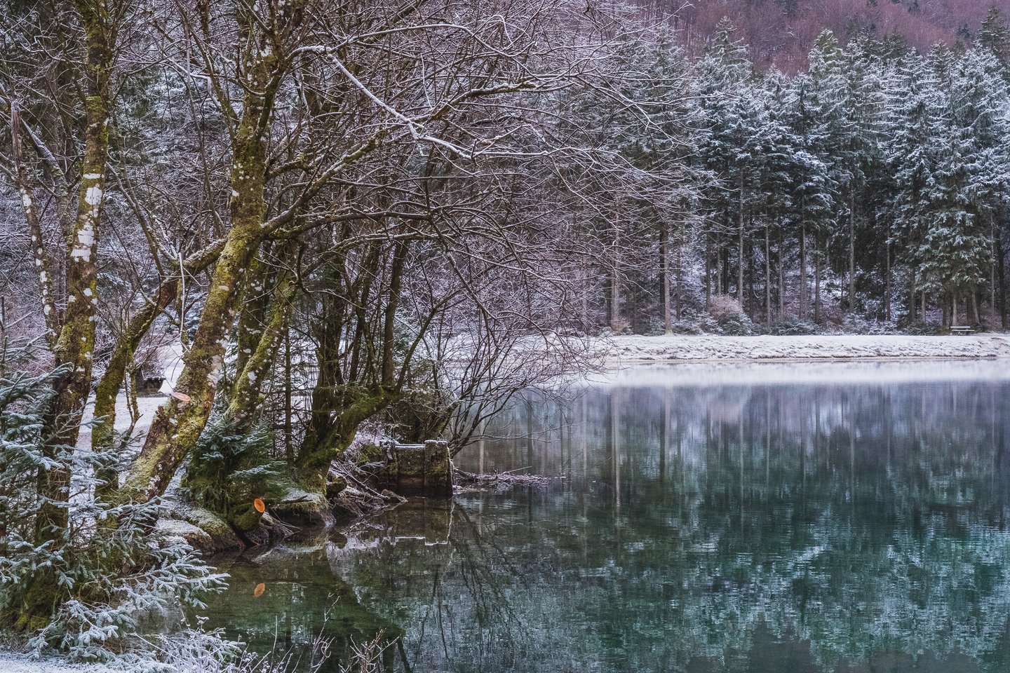 Mossy trees lean out over the turquoise water of the Bluntausee, with snow-laden spruce forest along the far shore.