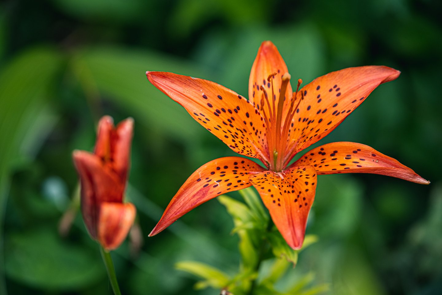 Tiger lily flower in the Franziskanergarten of the Franciscan monastery in Salzburg