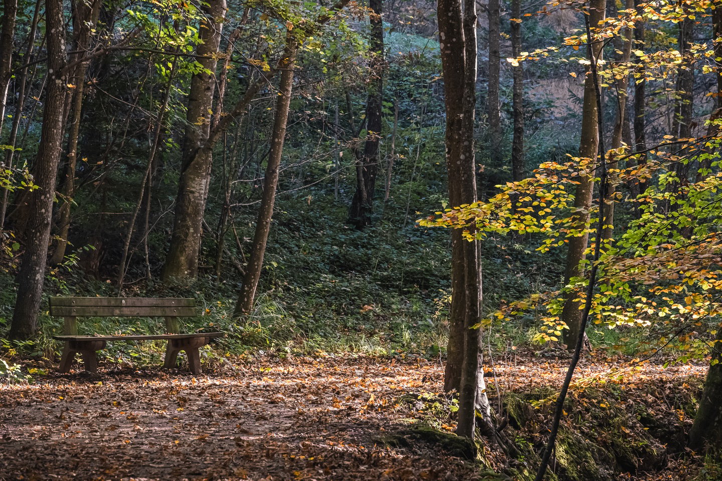 An empty weathered wooden bench stands on a carpet of fallen beech leaves in dim autumn woodland, with a sunlit yellow beech branch to the right.