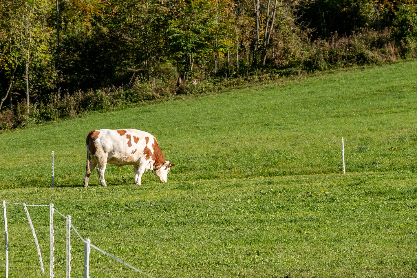 A single red-and-white Fleckvieh cow grazes alone on a bright green pasture strung with an electric fence, at the edge of woodland turning yellow.