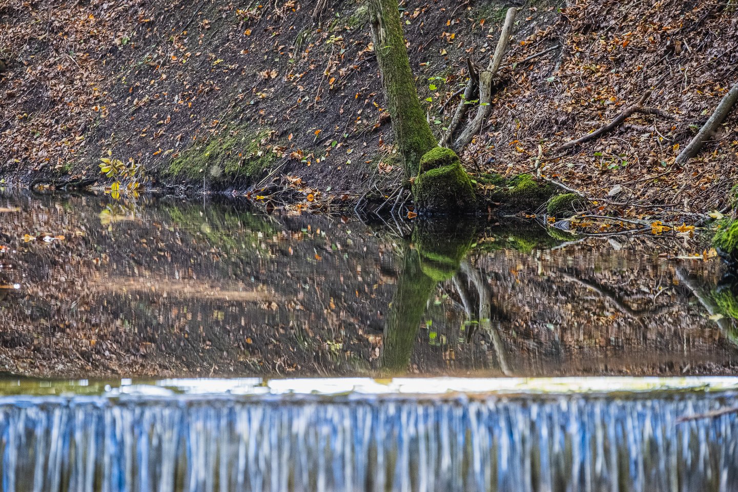 A still pond mirrors a steep leaf-covered forest bank and a mossy tree base, with water tipping over the crest of a weir across the blurred foreground.