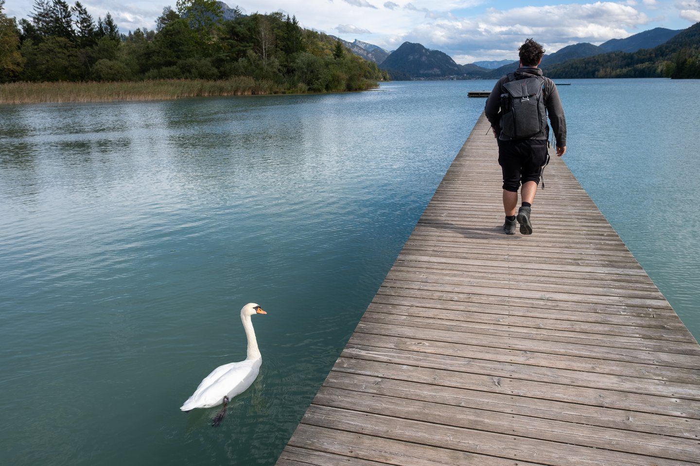A mute swan glides in the clear turquoise water alongside a wooden jetty on Fuschlsee while a man with a camera backpack walks away along the planks.