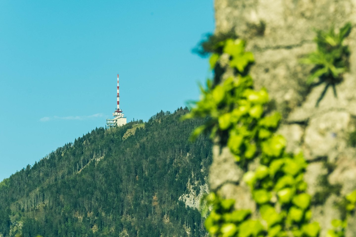 Gaisberg summit with red and white radio transmission tower seen through foliage in Salzburg.