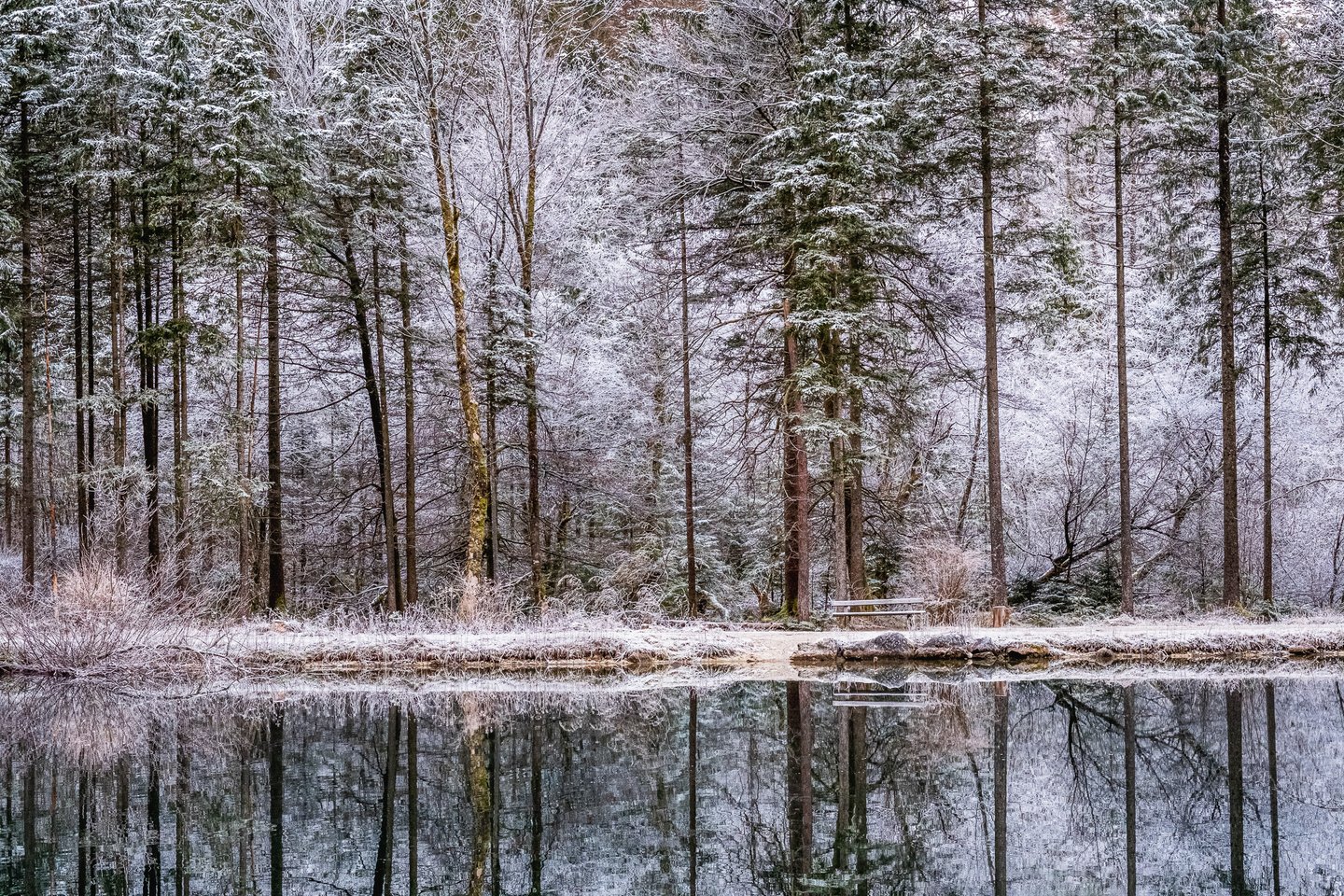 A frost-covered spruce and beech forest with a single bench on the far bank, mirrored in the dark still water of a small pond near Golling an der Salzach.