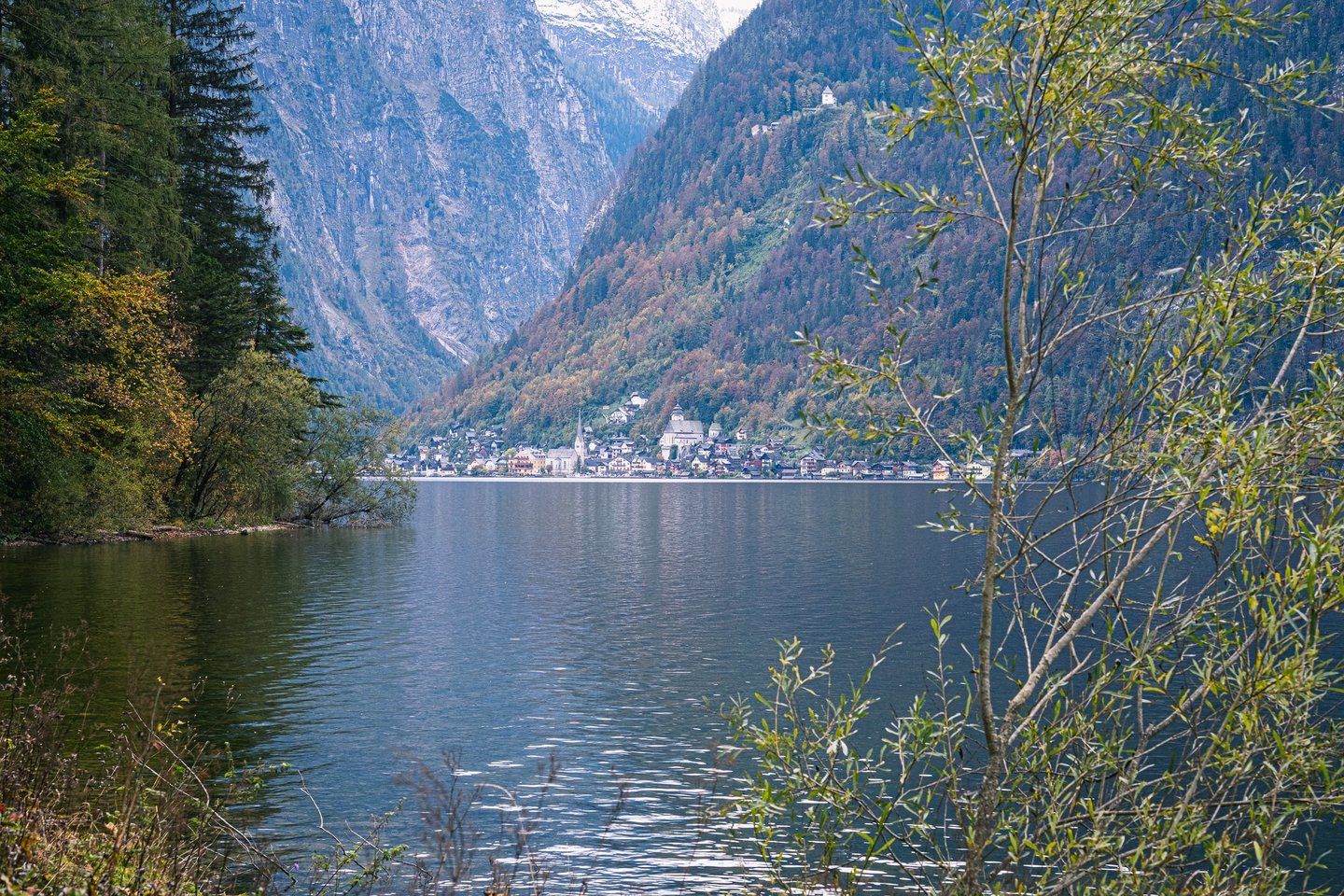 Hallstatt sits far across the lake below a steep autumn hillside, seen from the eastern shore between a dark spruce headland on the left and a bare willow in the right foreground.