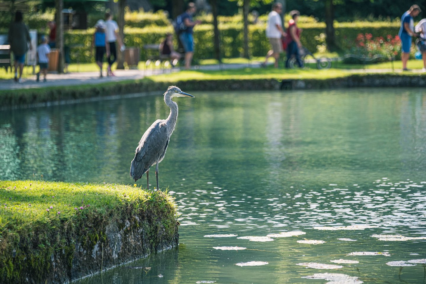 Grey heron standing beside a pond in Hellbrunn Park with visitors strolling in the background in Salzburg