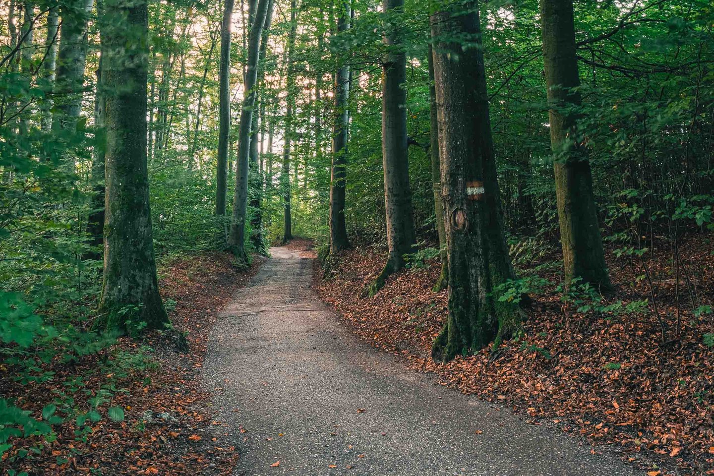 Forest path through tall beech trees with autumn leaves on Kapuzinerberg in Salzburg.