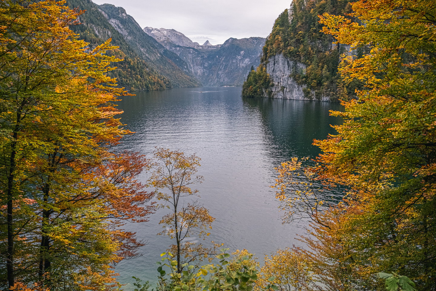The Königssee seen between yellow and copper beeches from the Malerwinkel, a pale cliff falling into the water on the right and a small boat far out on the lake.