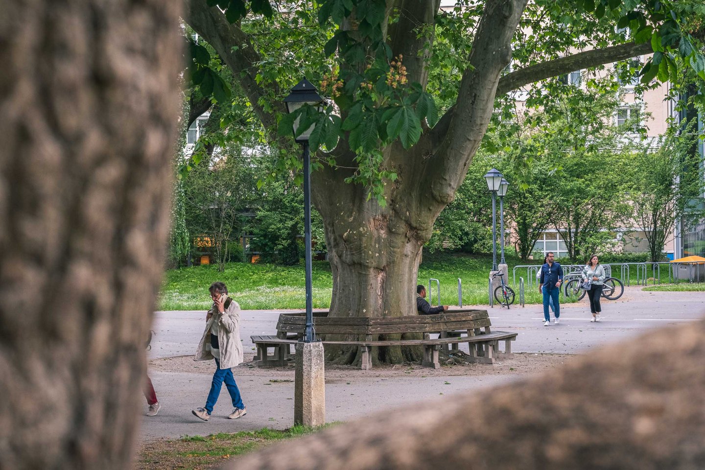 Big chestnut tree in the Kurgarten Salzburg with lamppost and bicycle racks behind