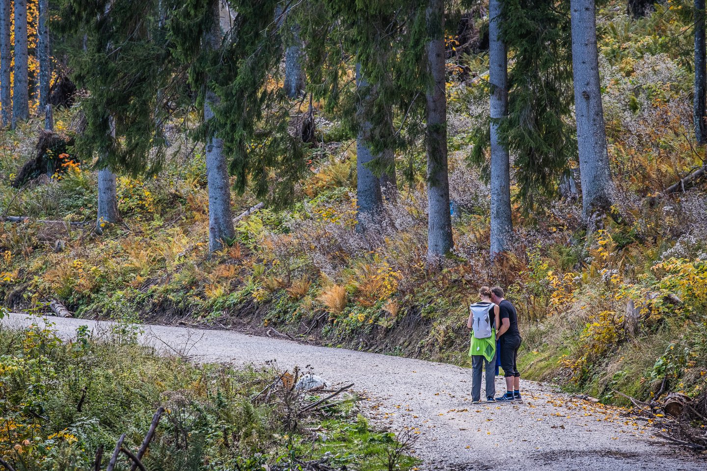 Two walkers with a daypack stop on a gravel forest road, spruce trunks and rust coloured ferns rising on the bank above them in autumn.
