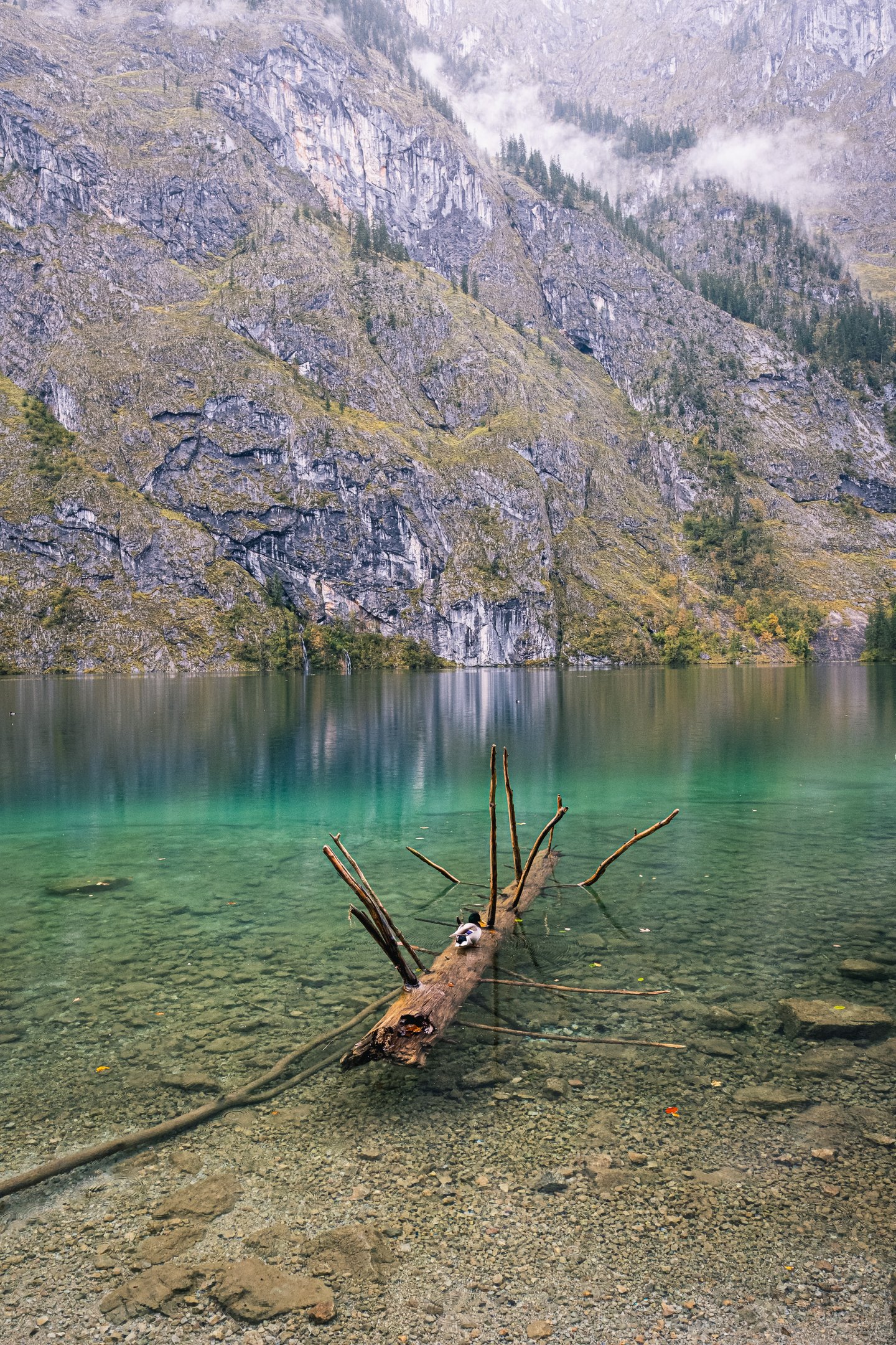 A single duck rests on a sunken tree trunk in the turquoise shallows of the Obersee, the pale cliff face rising straight out of the water behind it.