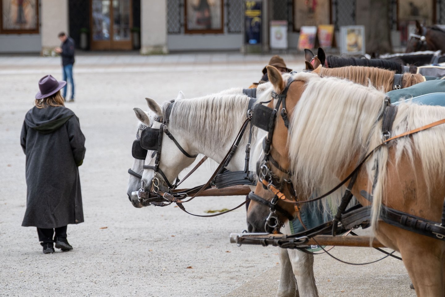 White and palomino Fiaker horses with harnesses wait for passengers on Residenzplatz in Salzburg.