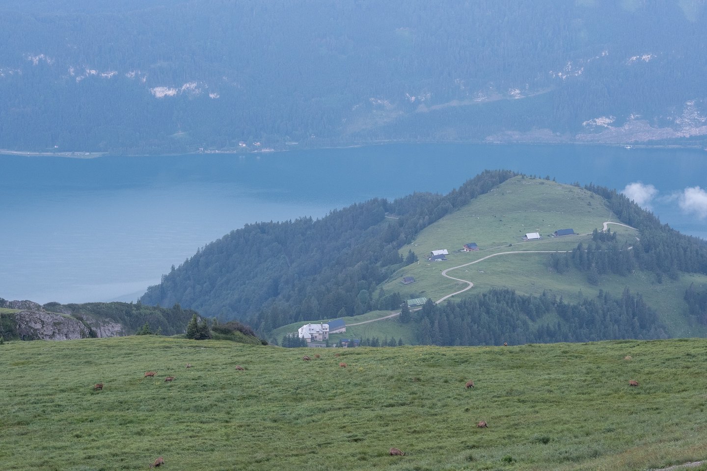 A herd of chamois grazes across the broad grassy meadow below the Schafberg summit, with an alm knoll of farm huts and the pale blue Wolfgangsee behind them.