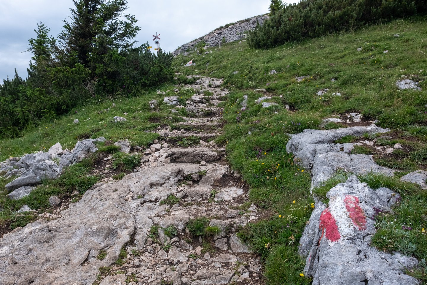 A stepped path cut into bare limestone slabs climbs the Schafberg between wildflowers and dwarf pine, with a large red and white waymark painted on the rock at the right.