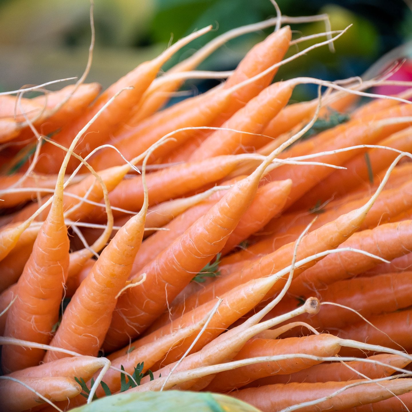 Freshly harvested carrots with fine roots on display at the Schrannenmarkt in Salzburg