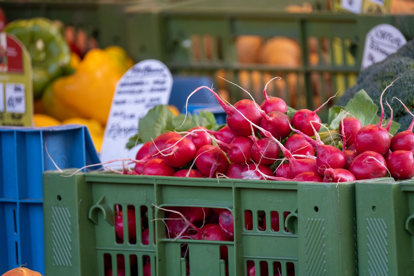 Fresh red radishes piled in a green crate at a vegetable stall at the Schrannenmarkt in Salzburg