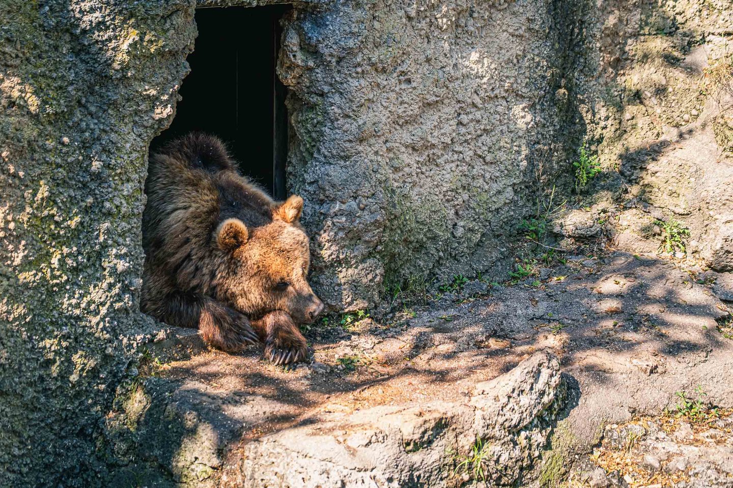 Brown bear resting at the entrance of a rock den at Zoo Salzburg Hellbrunn.