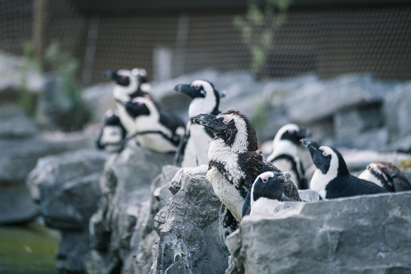 Group of African penguins standing on rocks by water at Zoo Salzburg Hellbrunn.