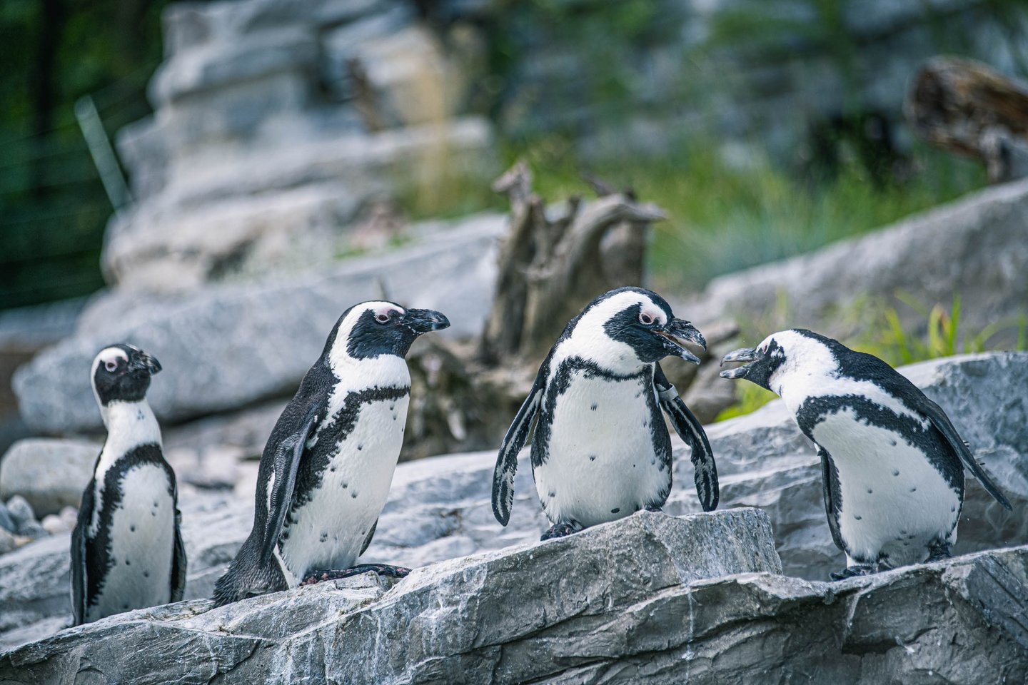 Four African penguins gathered on a rock ledge at Zoo Salzburg Hellbrunn.
