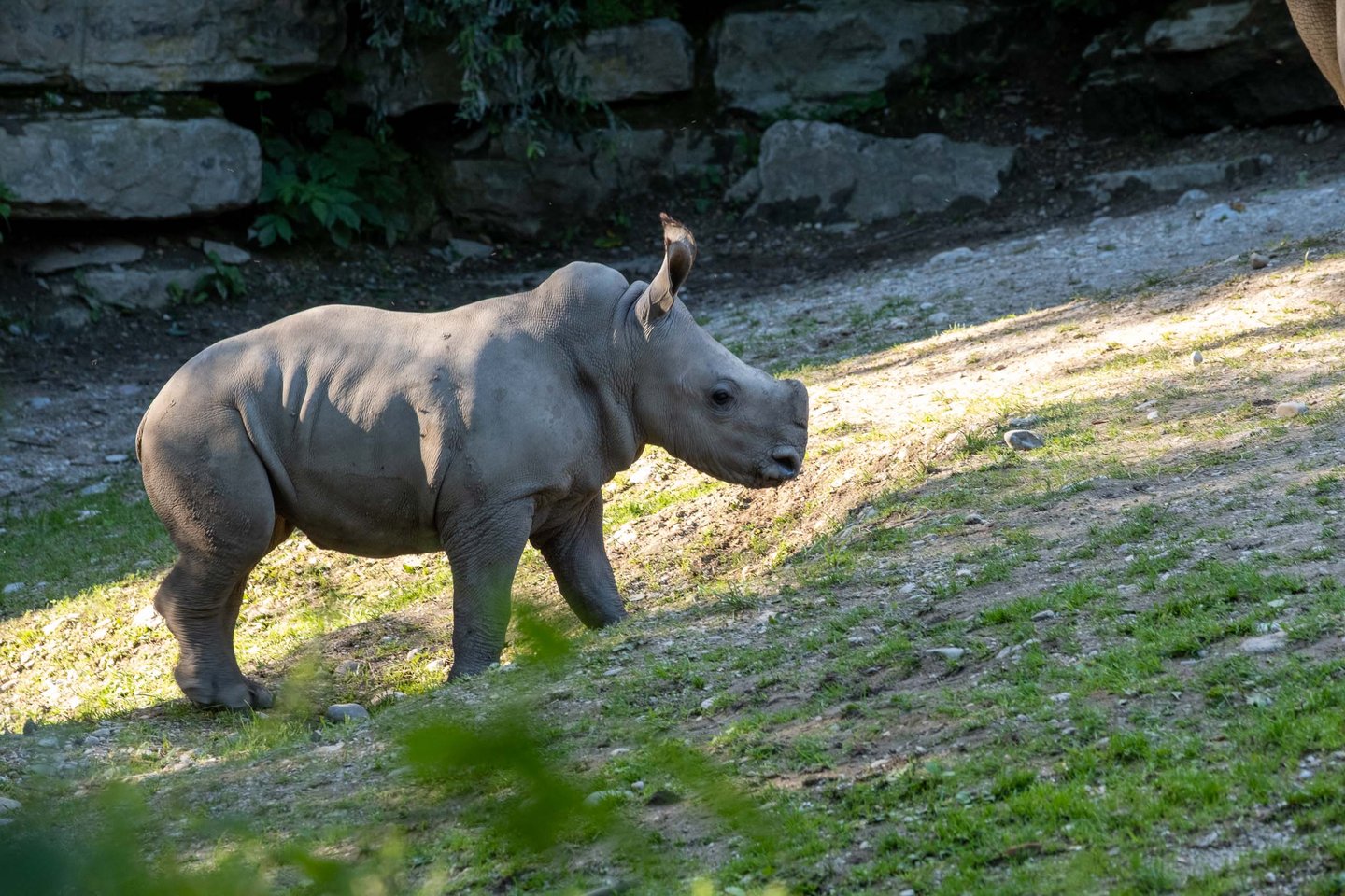 Young white rhinoceros in the rocky outdoor enclosure at Zoo Salzburg Hellbrunn.