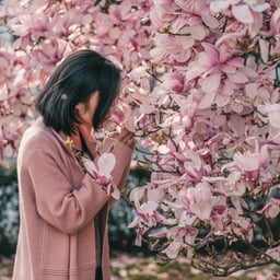 A woman in a soft pink knitted coat leans into a magnolia tree in full bloom, her dark bob falling forward as she draws a pale pink blossom towards her face, the flower-laden branches filling the rest of the frame.