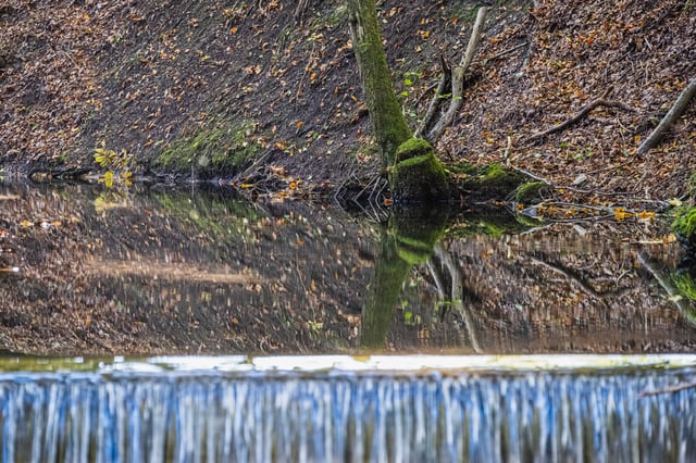 A still pond mirrors a steep leaf-covered forest bank and a mossy tree base, with water tipping over the crest of a weir across the blurred foreground.