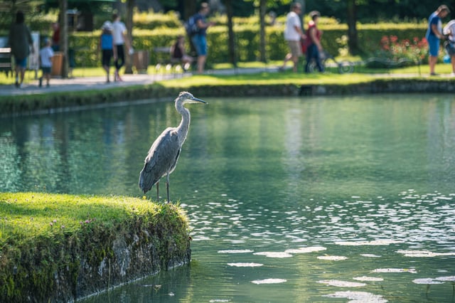 Grey heron standing beside a pond in Hellbrunn Park with visitors strolling in the background in Salzburg