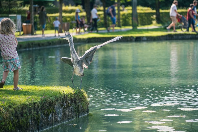 Child watching the heron Eberhard spread its wings by a pond in Hellbrunn Park in Salzburg