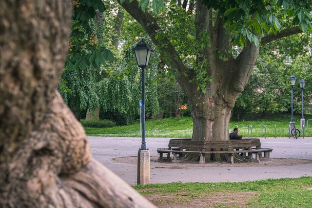 Circular bench around a chestnut tree in the Kurgarten Salzburg with ivy wall behind