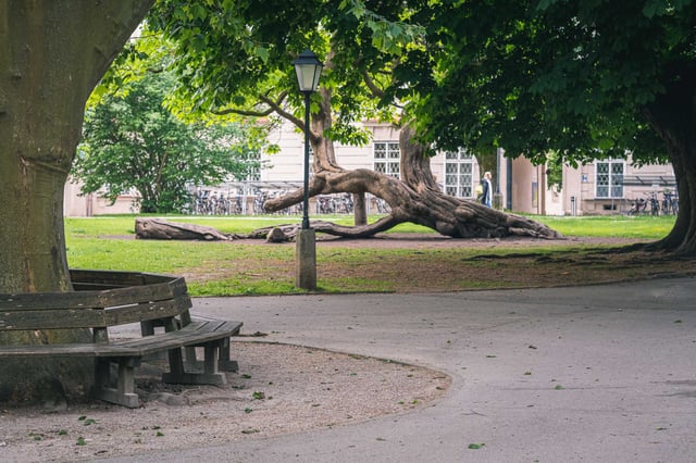 A fallen chestnut tree branch on the grass of the Kurgarten Salzburg with a lamppost in the foreground