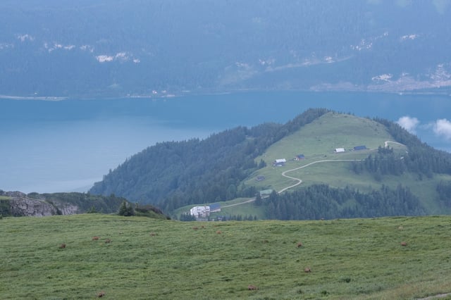 A herd of chamois grazes across the broad grassy meadow below the Schafberg summit, with an alm knoll of farm huts and the pale blue Wolfgangsee behind them.