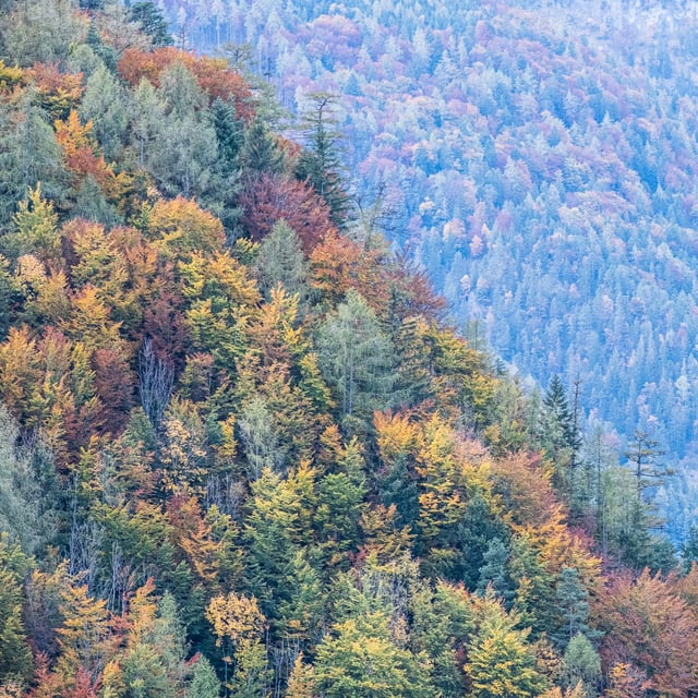 A telephoto view of a forested ridge above Werfen in full autumn colour, ochre and rust beeches mixed with dark spruce, fading into a blue haze of trees behind.