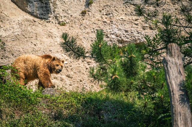 Brown bear walking across a stony enclosure with pine shrubs at Zoo Salzburg Hellbrunn.