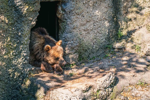 Brown bear resting at the entrance of a rock den at Zoo Salzburg Hellbrunn.