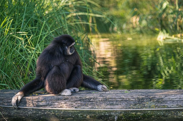 White-handed gibbon sitting on a log by the water at Zoo Salzburg Hellbrunn.