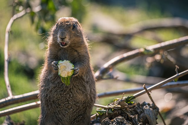 Prairie dog standing upright and nibbling food at Zoo Salzburg Hellbrunn.